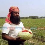 ভোলায় জোয়ারের লোনা পানিতে তরমুজ চাষির কেড়েছে হাসি।