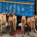 কুমিল্লায় ডিবি পরিচয়ে গরুবোঝাই ট্রাকে ডাকাতি, হাত-পা বেঁধে ১৫ গরু লুট